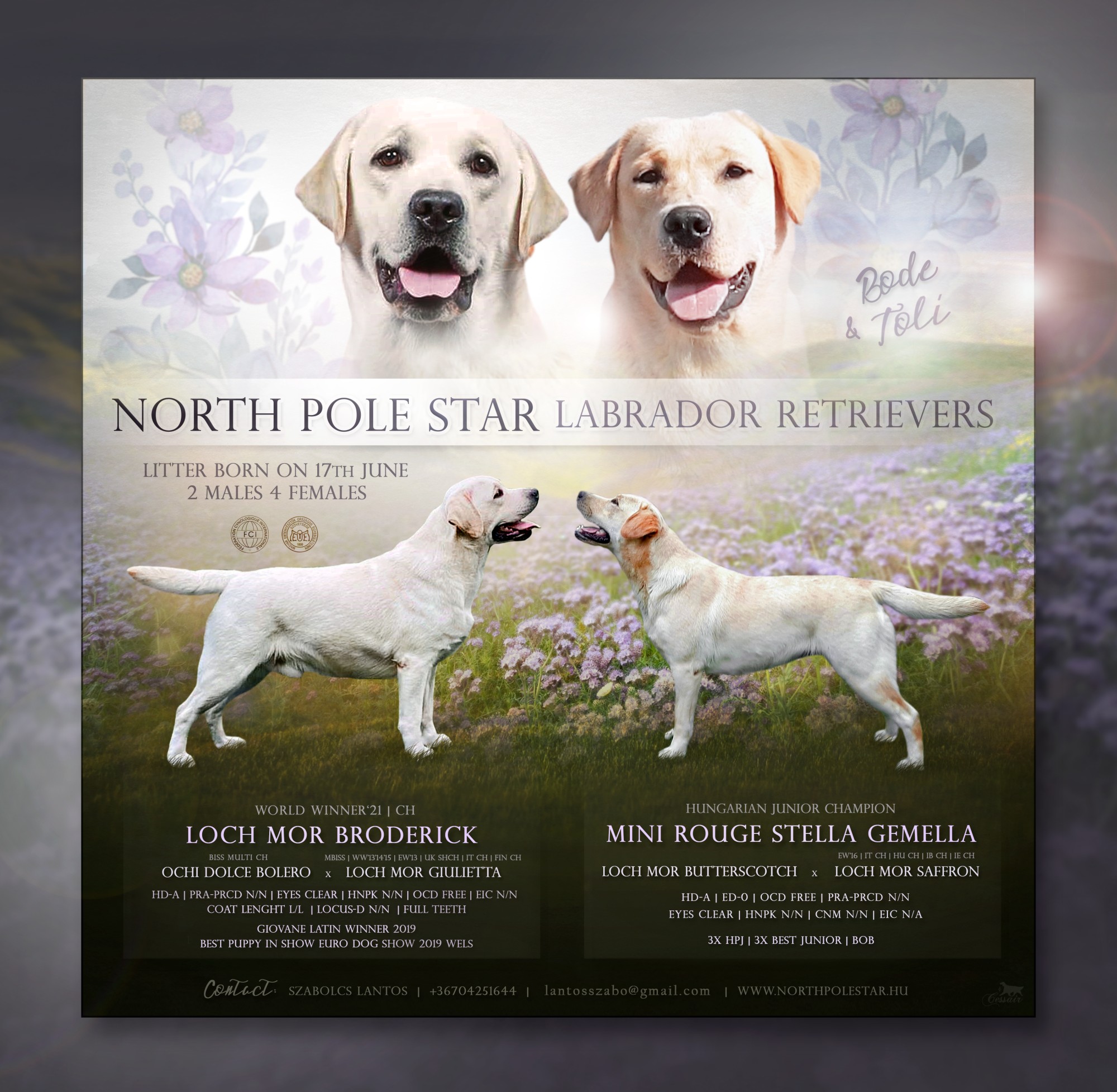 northpolestar poster