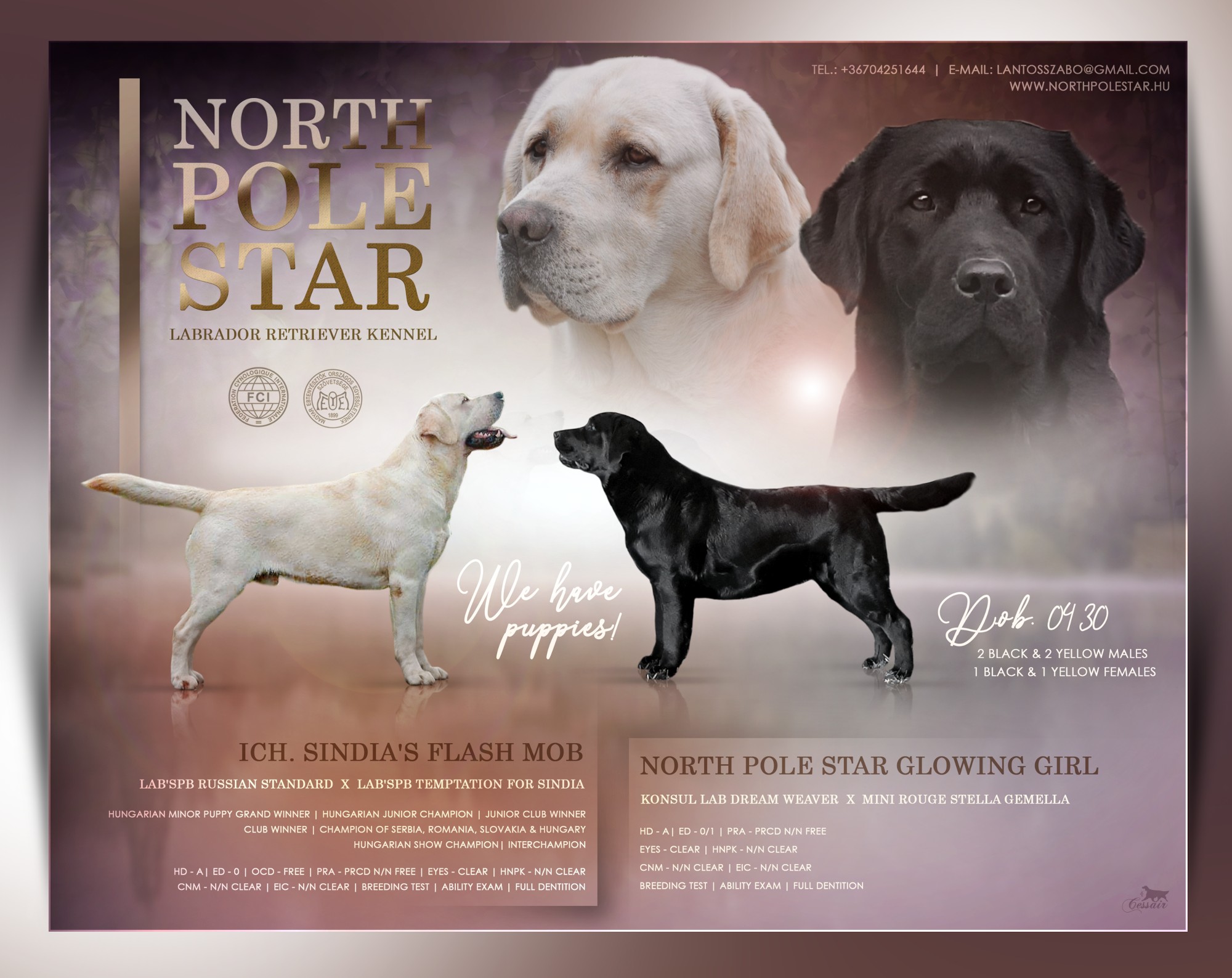 northpole puppy 2023