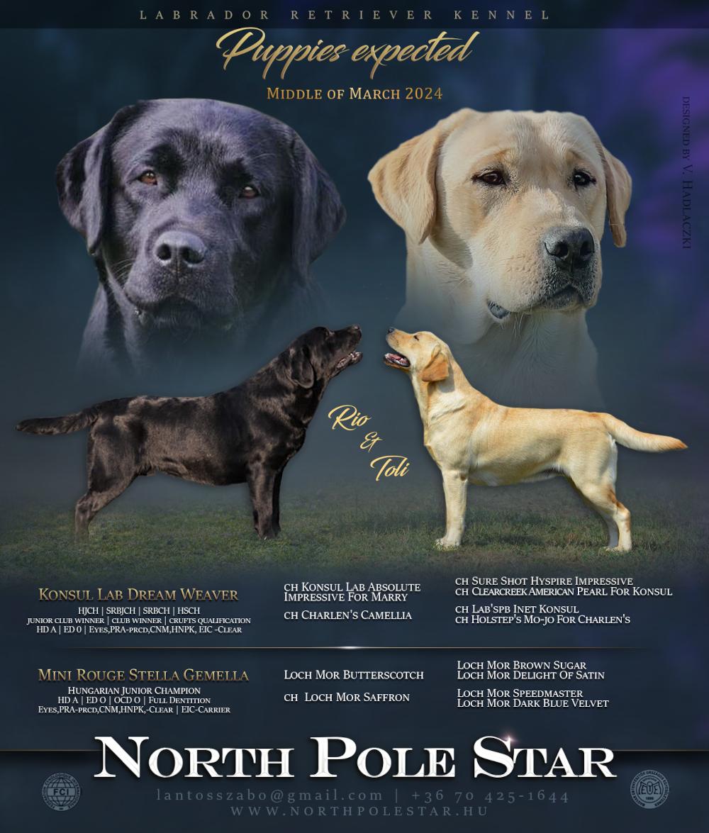 North Pole Star Labrador Litter Expected
