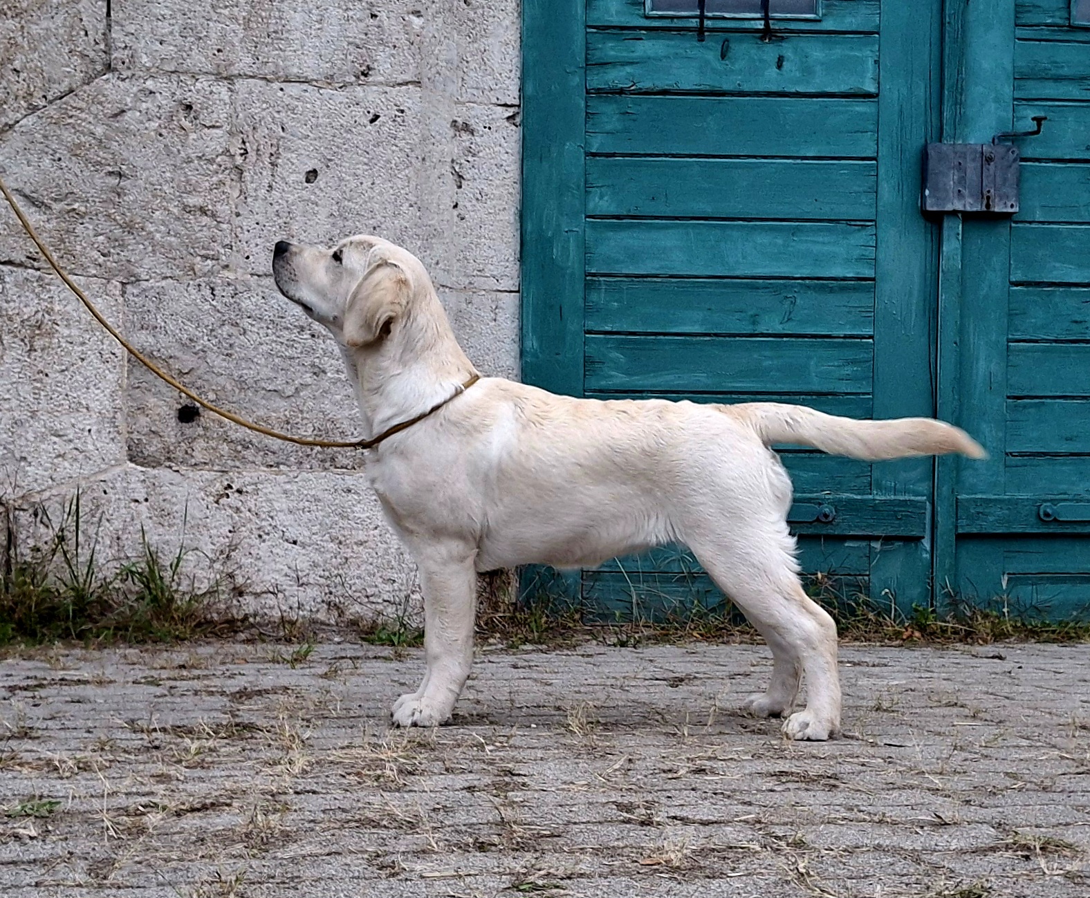 northpolestar MRVE 2025 01